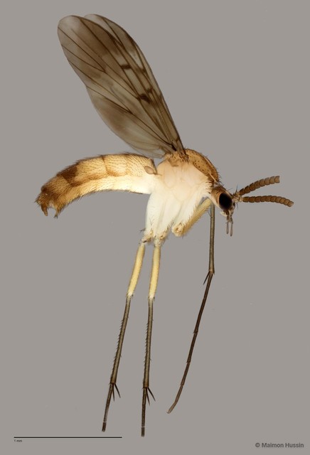 Neoempheria sp. "F" • © Maimon Hussin • All Rights Reserved