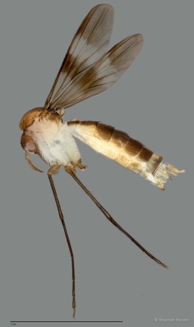Neoempheria sp. "ZRCBDP0048304" • © Maimon Hussin • All Rights Reserved