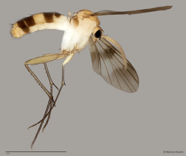 Neoempheria dizonalis • © Maimon Hussin • All Rights Reserved