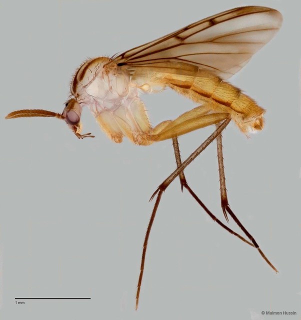 Neoempheria malacca
