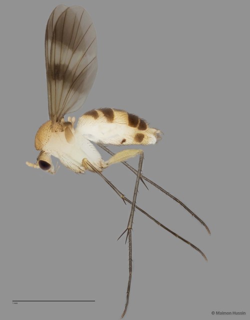 Neoempheria