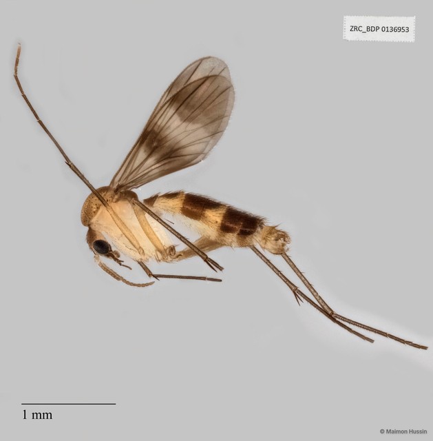 Neoempheria
