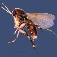 Platurocypta • © Ang Yuchen • All Rights Reserved