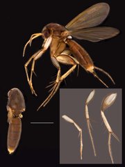 Platurocypta • © Ang Yuchen • All Rights Reserved