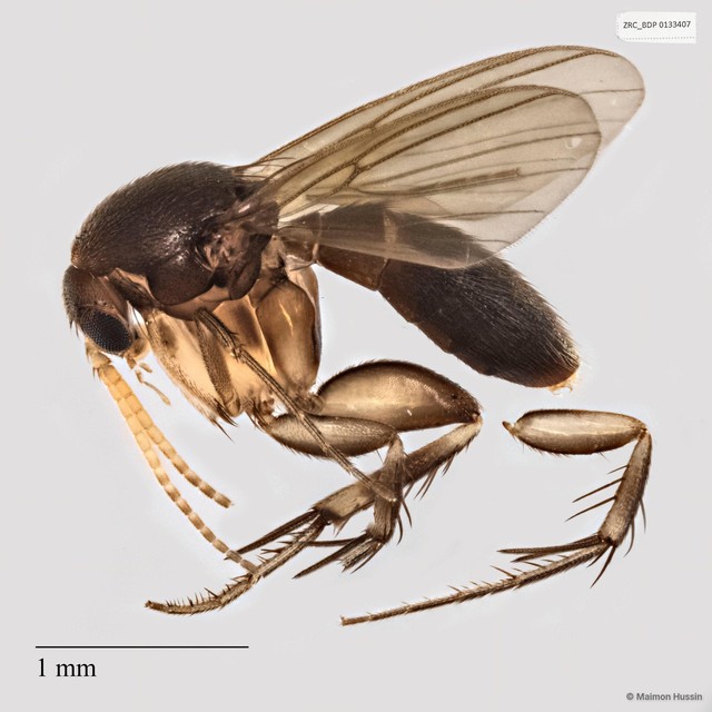 Platurocypta
