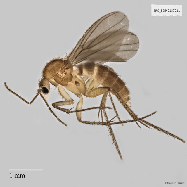 Platyprosthiogyne sp. "cf. snehalethaae" • © Maimon Hussin • All Rights Reserved
