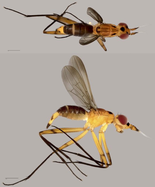 Neriidae sp. "ZRCBDP0071909" • © Tan Wee Chye • All Rights Reserved