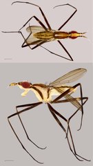 Telostylinus lineolatus • © Tan Wee Chye • All Rights Reserved