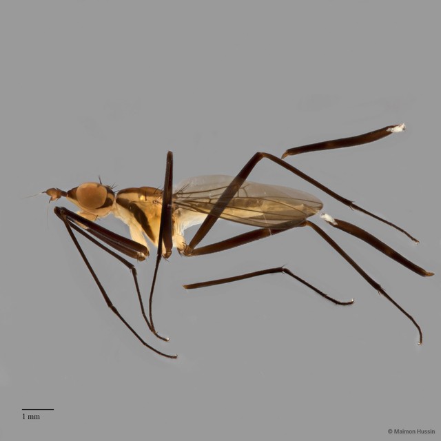 Telostylinus lineolatus • © Maimon Hussin • All Rights Reserved