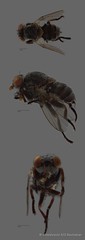 Odiniidae sp. "ZRCBDP0128141"