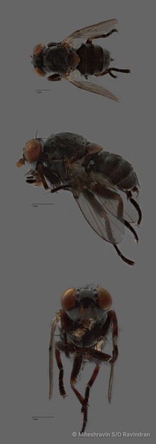 Odiniidae sp. "ZRCBDP0128141" • © Miteshravin S/O Ravindran • All Rights Reserved