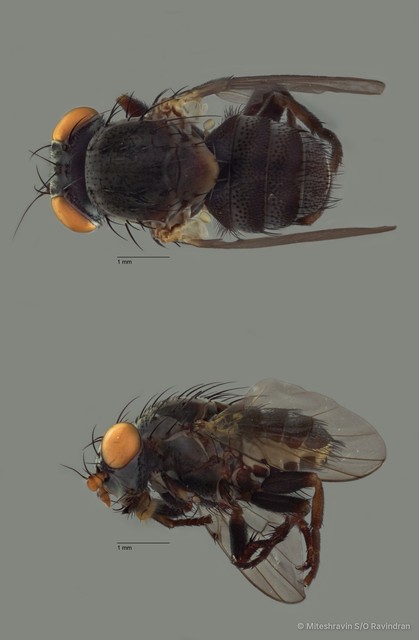 Odinia sp. "ZRCBDP0127761"
