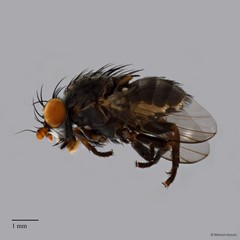 Odinia sp. "ZRCBDP0127761" • © Maimon Hussin • All Rights Reserved