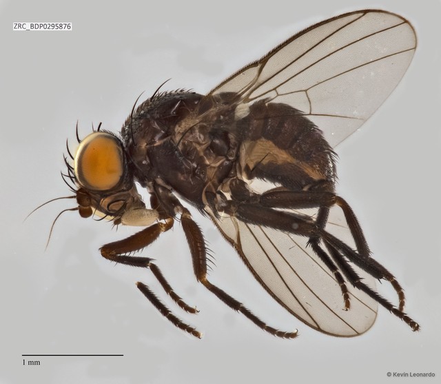 Odinia sp. "ZRCBDP0295876" • © Kevin Leonardo • All Rights Reserved