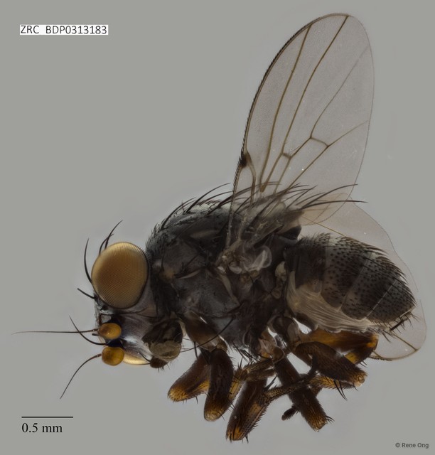 Odinia sp. "ZRCBDP0313183" • © Rene Ong • All Rights Reserved