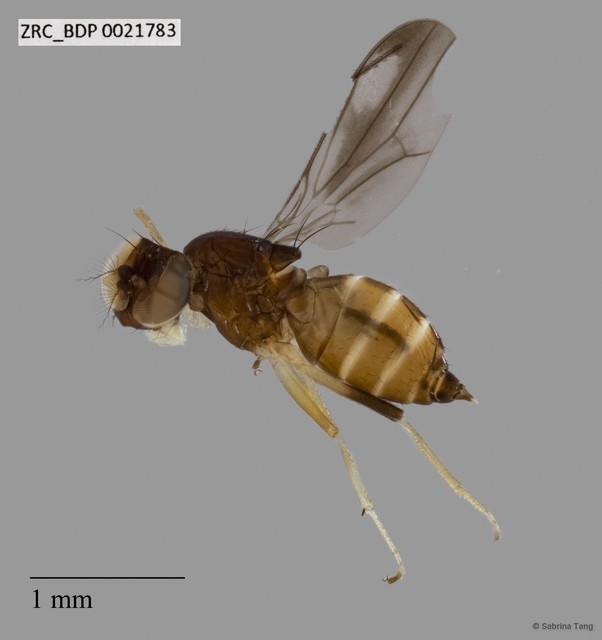 Periscelididae sp. "ZRCBDP0021783" • © Sabrina Tang • All Rights Reserved