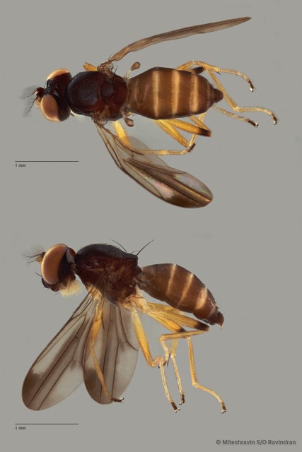 Periscelididae sp. "ZRCBDP0105468" • © Miteshravin S/O Ravindran • All Rights Reserved