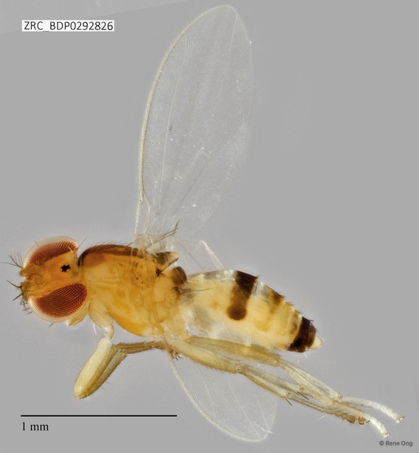 Stenomicrinae sp. "ZRCBDP0292826" • © Rene Ong • All Rights Reserved