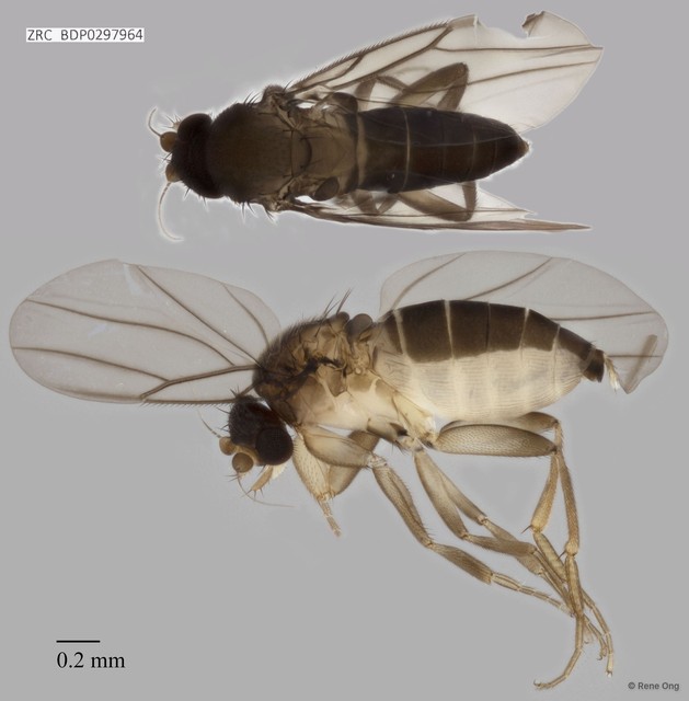 Phoridae sp. "8544" • © Rene Ong • All Rights Reserved