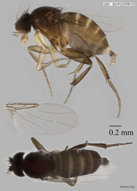 Phoridae sp. "8574" • © Rene Ong • All Rights Reserved