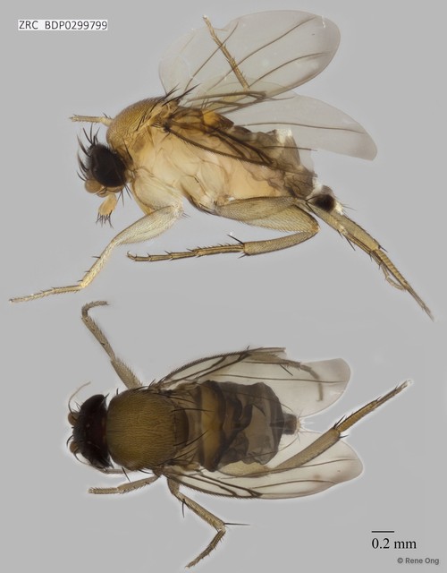 Phoridae sp. "8626" • © Rene Ong • All Rights Reserved