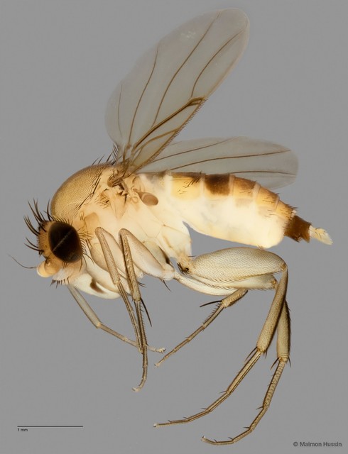 Phoridae sp. "cf. Megaselia ZRCBDP0033157" • © Maimon Hussin • All Rights Reserved