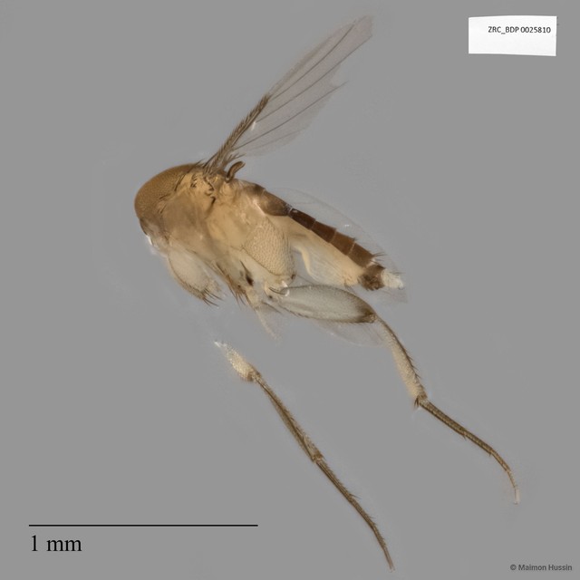 Phoridae sp. "ISC0006709" • © Maimon Hussin • All Rights Reserved