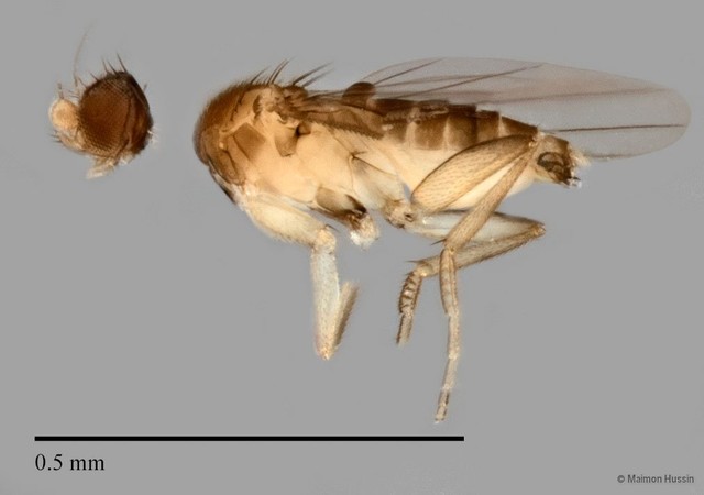 Phoridae sp. "Metopina-group ZRCBDP002811" • © Maimon Hussin • All Rights Reserved