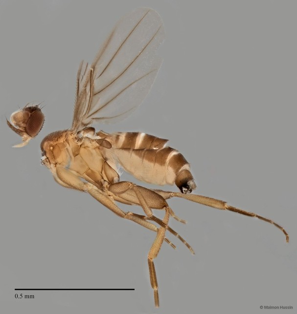 Phoridae sp. "Metopina-group ZRCBDP0033106" • © Maimon Hussin • All Rights Reserved