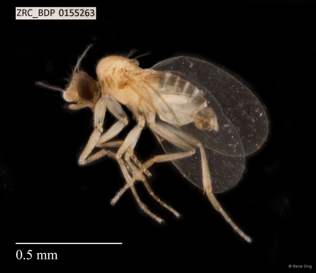 Phoridae sp. "Metopina-group ZRCBDP0069682" • © Rene Ong • All Rights Reserved