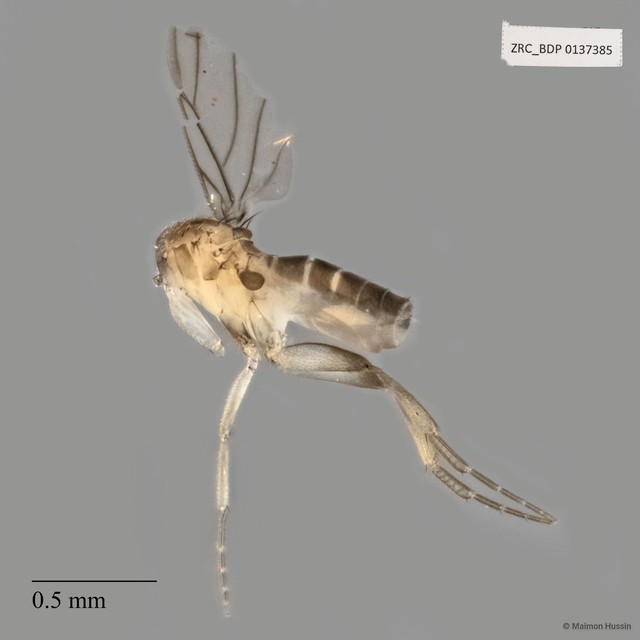 Phoridae sp. "Metopina-group ZRCBDP0137385" • © Maimon Hussin • All Rights Reserved