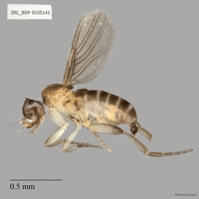 Phoridae sp. "Metopina-group ZRCBDP0155141" • © Maimon Hussin • All Rights Reserved