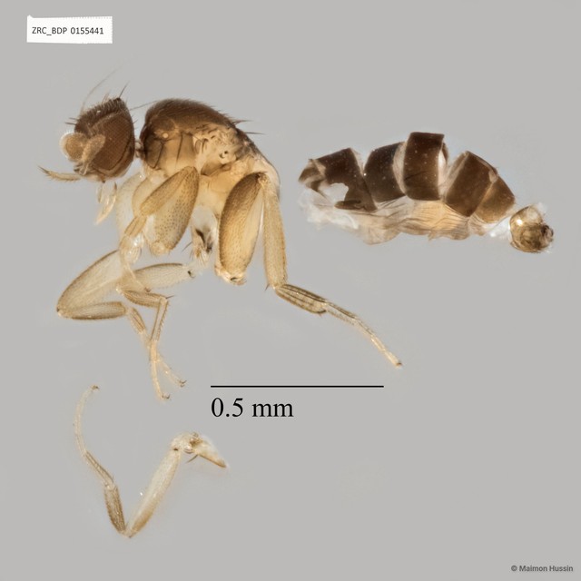 Phoridae sp. "Metopina-group ZRCBDP0155441" • © Maimon Hussin • All Rights Reserved