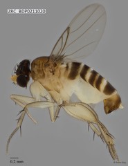 Phoridae sp. "ZRCBDP0000056"