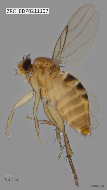 Phoridae sp. "ZRCBDP0000056"