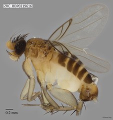 Phoridae sp. "ZRCBDP0000056" • © Rene Ong • All Rights Reserved