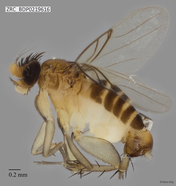Phoridae sp. "ZRCBDP0000056"