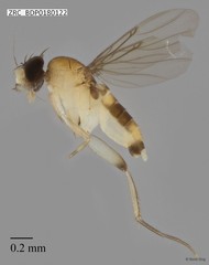 Phoridae sp. "ZRCBDP0000062" • © Rene Ong • All Rights Reserved