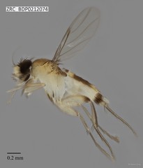 Phoridae sp. "ZRCBDP0000062" • © Rene Ong • All Rights Reserved