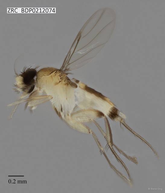 Phoridae sp. "ZRCBDP0000062"