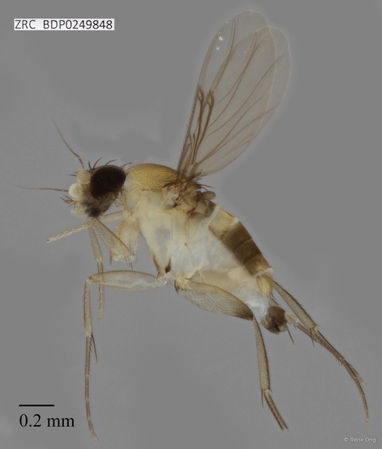 Phoridae sp. "ZRCBDP0000062"