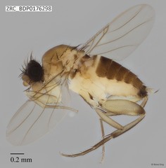 Phoridae sp. "ZRCBDP0000066"