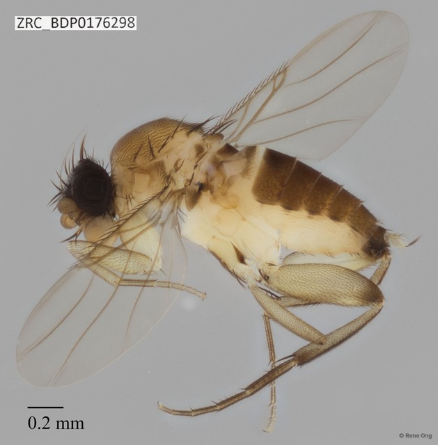 Phoridae sp. "ZRCBDP0000066" • © Rene Ong • All Rights Reserved