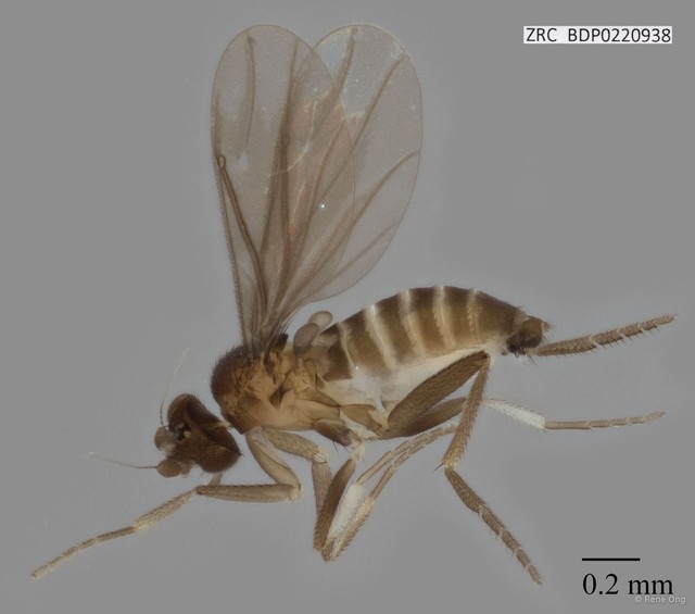 Phoridae sp. "ZRCBDP0000077" • © Rene Ong • All Rights Reserved
