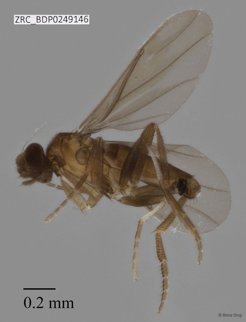 Phoridae sp. "ZRCBDP0000077"