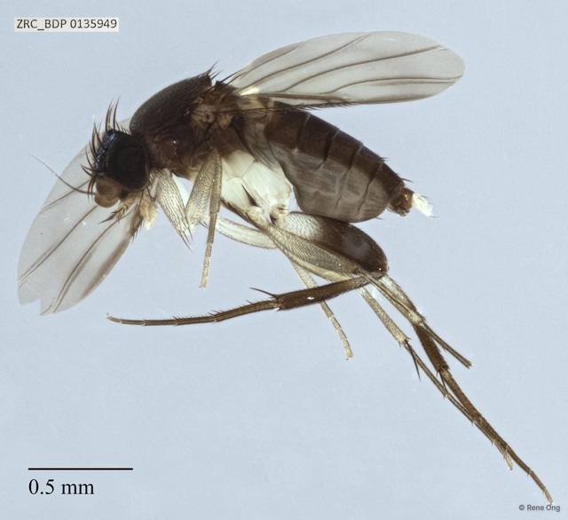 Phoridae sp. "ZRCBDP0000085" • © Rene Ong • All Rights Reserved
