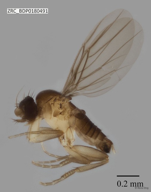 Phoridae sp. "ZRCBDP0000087" • © Rene Ong • All Rights Reserved