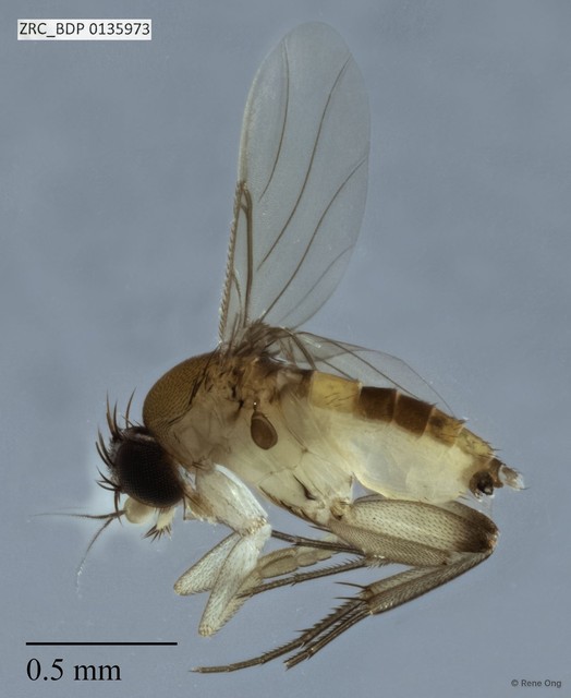 Phoridae sp. "ZRCBDP0000102" • © Rene Ong • All Rights Reserved