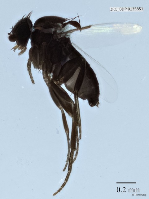 Phoridae sp. "ZRCBDP0000106" • © Rene Ong • All Rights Reserved