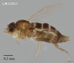 Phoridae sp. "ZRCBDP0000212" • © Rene Ong • All Rights Reserved